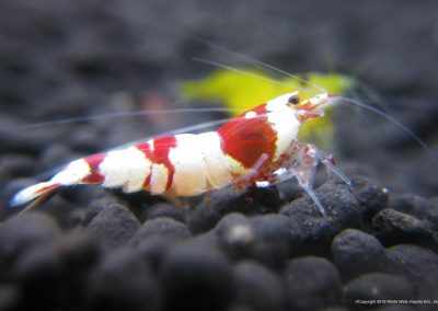 Crystal Red Bee Shrimp